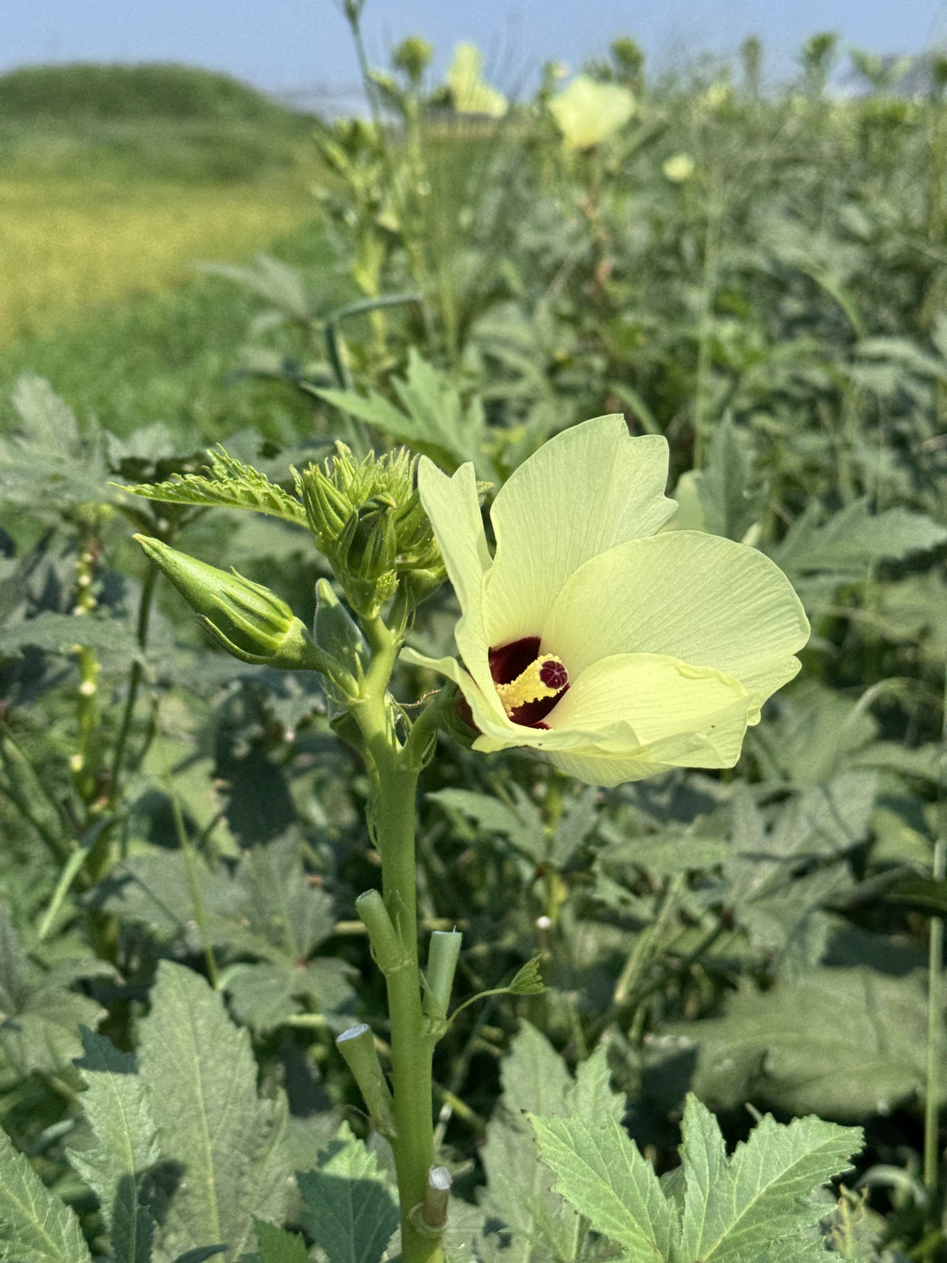 畑のオクラ（花）